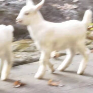 小小小小小羊Timmy