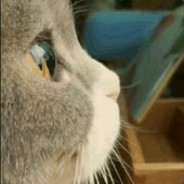 做一只撒欢的崽