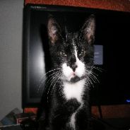 (>'.')> Tobi <('.'<)