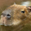 CapybaraNinja