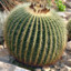 Unassuming Cactus