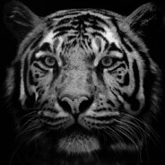 KTiger55