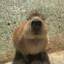 Capybara