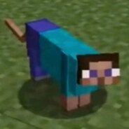 CatSteve