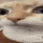 ellalcx
