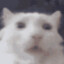 Kucing Terbang