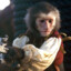 Jack (the monkey)