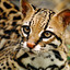 Ocelot