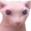 Chin?