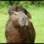 CAPIVARA FLAMEJANTE DE ASA