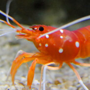 Shrimp