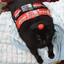 coca-cola cat