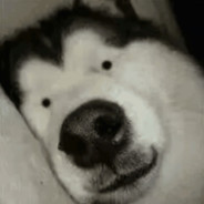 狗都不叫管新源