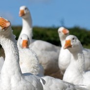 Gaggle