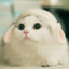Котик