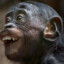 Monkey_Crack