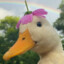 MR DUCK ILYA