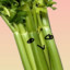 celery elery