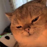 猛扇赵四那半拉好嘴