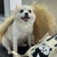 胖狗杀手（双海努力版