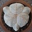 Astrophytum