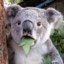 The Senile Koala