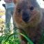 Quokkat