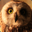 ivaowl