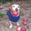 apple dog