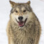 HappyWolf