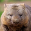 Wombat