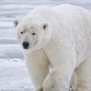 White Bear avatar