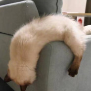 仰卧起坐的阿狸