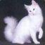 [S&#039;n&#039;H] Usken_CAT