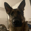 The Alpha SIGMA Wolf