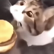 小猫，你可以吃芝士汉堡