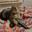 Cat with Gun | Alice-D