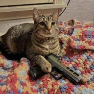 Cat with Gun | Alice-D