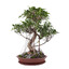 Ficus