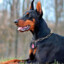 Dobermann