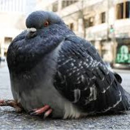 Pigeon
