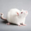 Rat