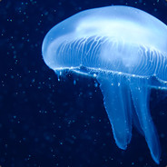Blendax