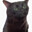 gato disociado