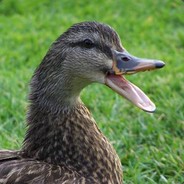 Duck