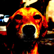 One Of Shepherd's Dogs