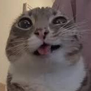 Freaky Kitty