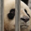 Panda Encadenado