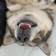 El perro pendejo