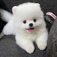 tiny_linzer